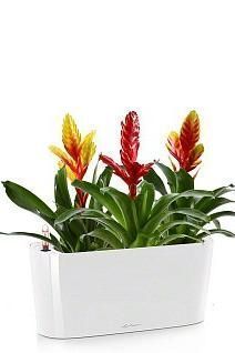 Вриезии в DELTA 20 Вриезии в DELTA 20