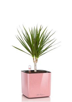 Драцена Маргината 1 ствол 12/40 см в CUBE GLOSSY KISS 14, кремовый блестящий