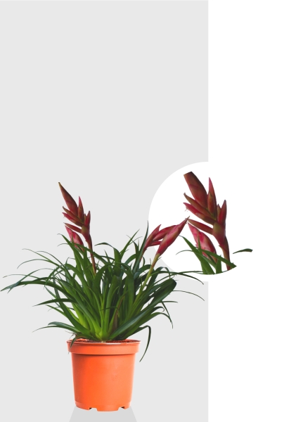 Вриезия Астрид 12/30 см