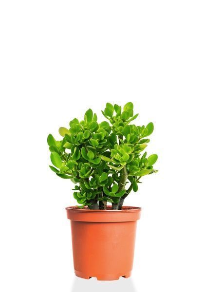 Крассула Овата 17/40 см