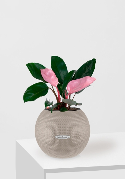 Филодендрон Пинк Принс 12/25 см в PURO 20