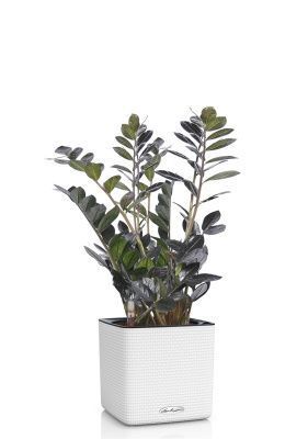 Замиокулькас Равен в CUBE COLOR 16, белый