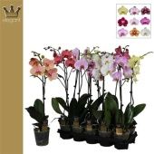 Фаленопсис 1 ствол Mix 9/12+ (bernhard) d12 см h65 см Фаленопсис 1 ствол Mix 9/12+ (bernhard) d12 см h65 см