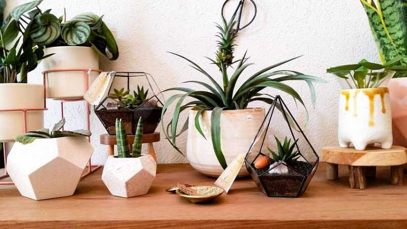 Необычные растения для оригинального подарка — удивите зеленью