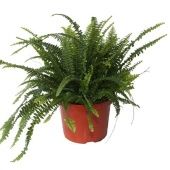 Нефролепис Грин Леди d24 см h60 см тип 1 Нефролепис Грин Леди d24 см h60 см тип 1