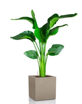 Стрелиция Николай 21/100 в CANTO Stone low 30, светло-бежевый