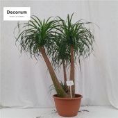 Нолина бранч d40 см h135 см Нолина бранч d40 см h135 см