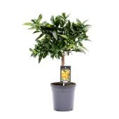 Цитрус Кумкват d15 см h45 см