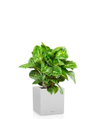 Аглаонема Лемон Минт 19/50 см в CANTO STONE LOW 30, песочный белый Аглаонема Лемон Минт 19/50 см в CANTO STONE LOW 30, песочный белый