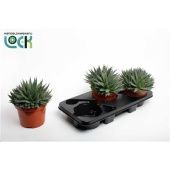 Алоэ Аристата 17/25 см тип 2 Алоэ Аристата 17/25 см тип 2