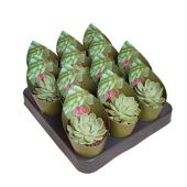 Эхеверия Элеганс d6.5 см h8 см