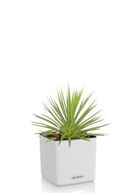 Агава Нана в CUBE COLOR 14, белый