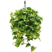 Эпипремнум Сциндарсус Ауреум d25 см h60 см