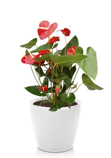 Антуриум Чемпион красный в CLASSICO LS 21