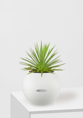 Агава Нана в PURO 20, белый