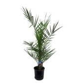 Финик канарский d15 см h70 см