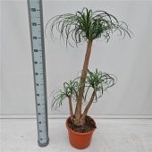 Нолина бранч d32 см h125 см тип 1 Нолина бранч d32 см h125 см тип 1