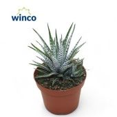 Хавортия фасциата Биг Бэнд d8.5 см h15 см