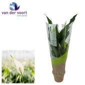 Спатифиллум Штраус 3+ цветов (ultimo) d13 см h50 см Спатифиллум Штраус 3+ цветов (ultimo) d13 см h50 см