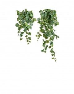 Сциндапсус Пиктус серебристо-зелёный