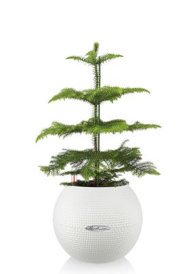 Араукария в PURO COLOR 20, белый