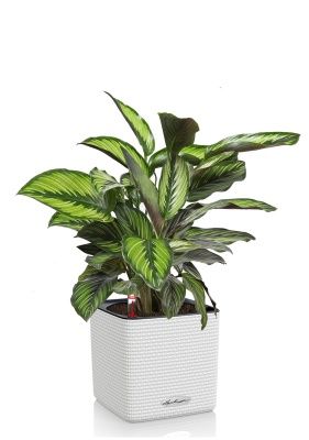 Калатея Принцепс в CUBE COLOR 14, белый