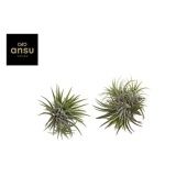 Тилландсия Clumb L d12 см h10 см