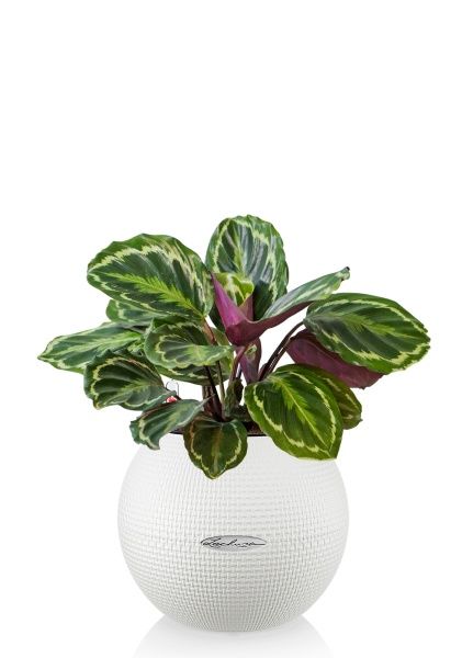 Калатея Медальон 12/40 см в PURO 20