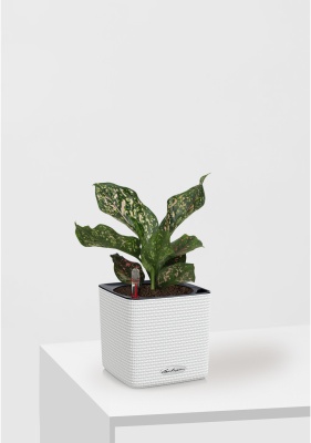 Аглаонема Анимани 12 см в CUBE Color 16