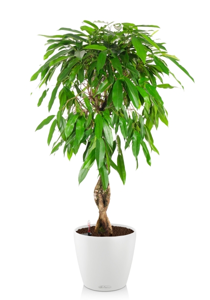 Фикус Биннендийка Амстел Кинг переплетенный 24/100 см в CLASSICO COLOR 28