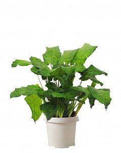 Калатея мозаичная Нетворк 14/40 см