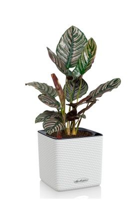 Калатея Сандериана 14/35 см в CUBE COLOR 16, белый