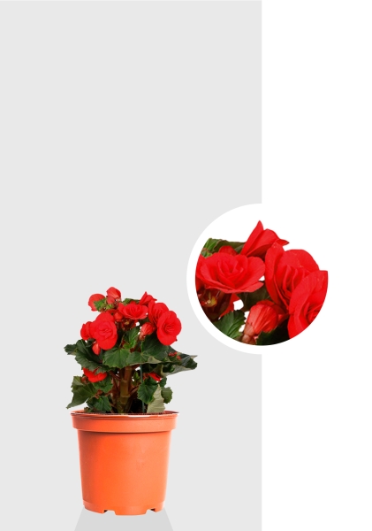 Бегония микс 14/30 см