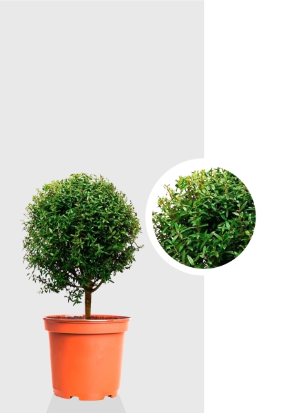 Мирт на стволе 12/30 см