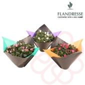 Азалия Фландрес 14/32,5 см Азалия Фландрес 14/32,5 см