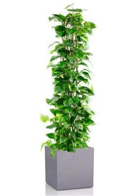 Сциндапсус Ауреум пирамида 27/160 см в CANTO STONE LOW 40, серый камень