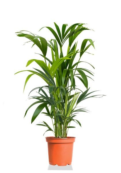 Ховея Кентия 19/100 см