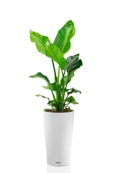 Стрелиция Николай 24/130 см в CILINDRO COLOR 32