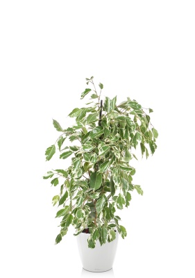 Фикус Бенджамина Голден Кинг пирамида 17/70 см в CLASSICO LS 21