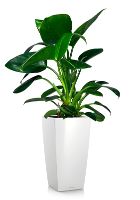 Филодендрон Грин Принцесс 17/60 см в CUBICO Color 22, белый