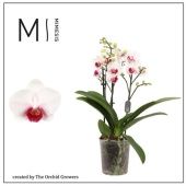 Фаленопсис 3 ствола Safe Haven 20+ (the Orchid Growers) d9 см h35 см