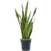 Сансевиерия Зейланика d19 см h70 см