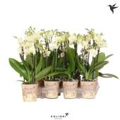 Фаленопсис Kolibri Yellow 3st d9 см h40 см тип 1