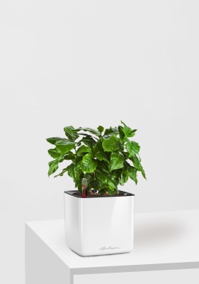 Кофе 12/30 см в CUBE GLOSSY 14