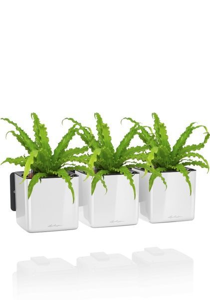 Асплениум Антикум Осака в ЗЕЛЕНАЯ СТЕНА Home Kit Glossy 15