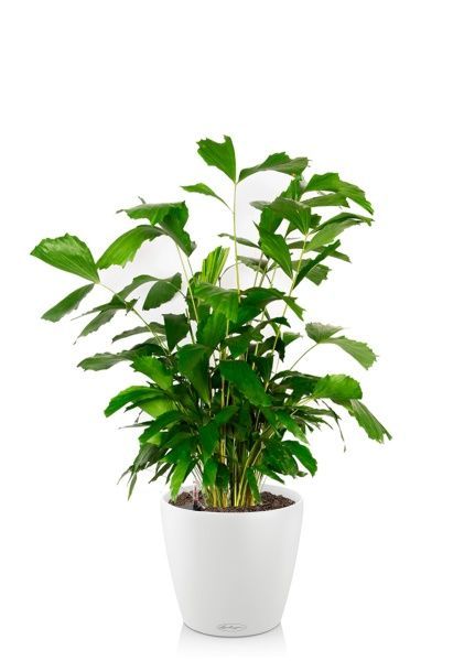 Кариота 27/160 см в CLASSICO COLOR 43 Кариота 27/160 см в CLASSICO COLOR 43