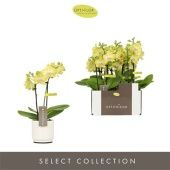 Фаленопсис Mini 2st Yellow Ceramic d7 см h25 см Фаленопсис Mini 2st Yellow Ceramic d7 см h25 см