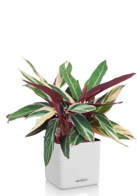 Строманта 15/50 см в CUBE COLOR 16, белый 