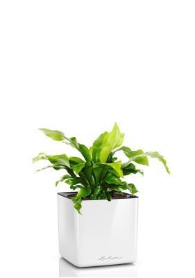 Асплениум Нидус 12/25 в CUBE GLOSSY 14, белый блестящий