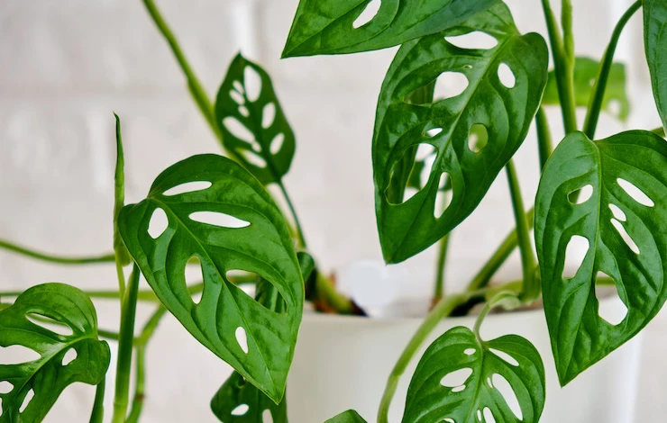 Комнатные растения для Стрельцов: какие зелёные друзья подходят знаку Огня